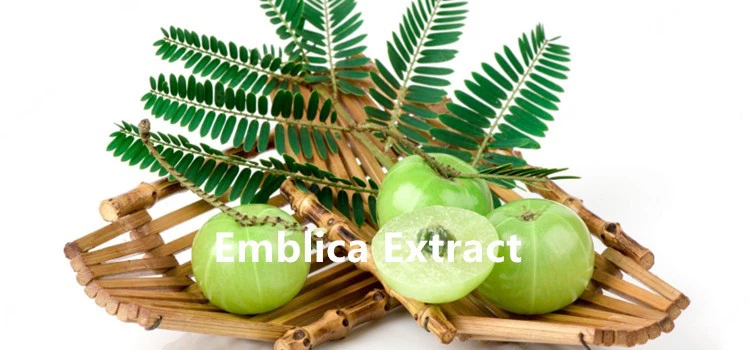 Emblica Fruit Extract.png